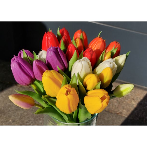 Tulipan purple/5 stk. plast 8/30 cm